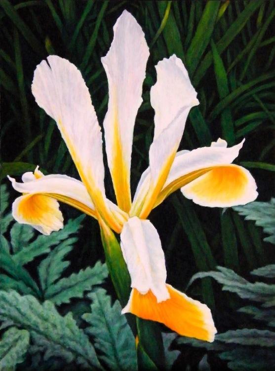 Iris 12 x 9 inches, oil on board, 2015