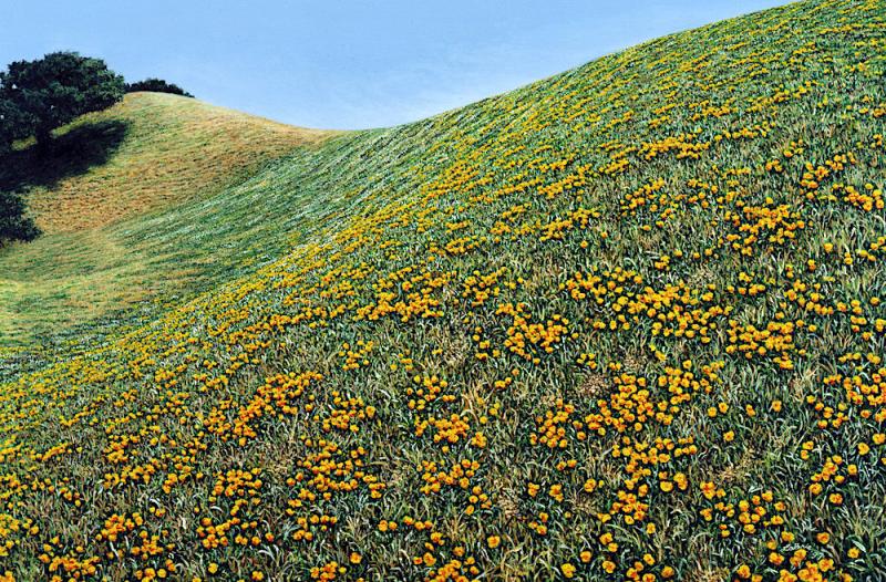 Coastal Poppies 24 x 36 inches, oil on canvas, 1997