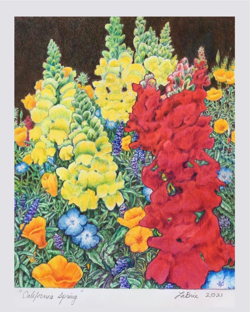 California Spring  colored pencil, 2021
