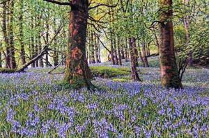 Beech Trees and Bluebells 8 x 12 inches,  oil on board, 2014