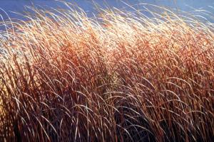 Splendor  35 x 54 inches, oil, 1993