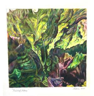 Red Leaf Lettuce  colored pencil, 2021