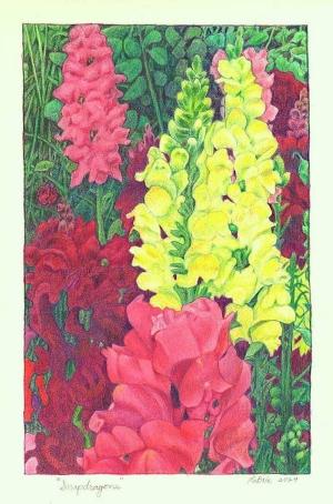 Snapdragoncolored pencil, 2024