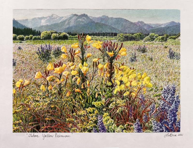 Lake Tahoe Primrosecolored pencil, 2021